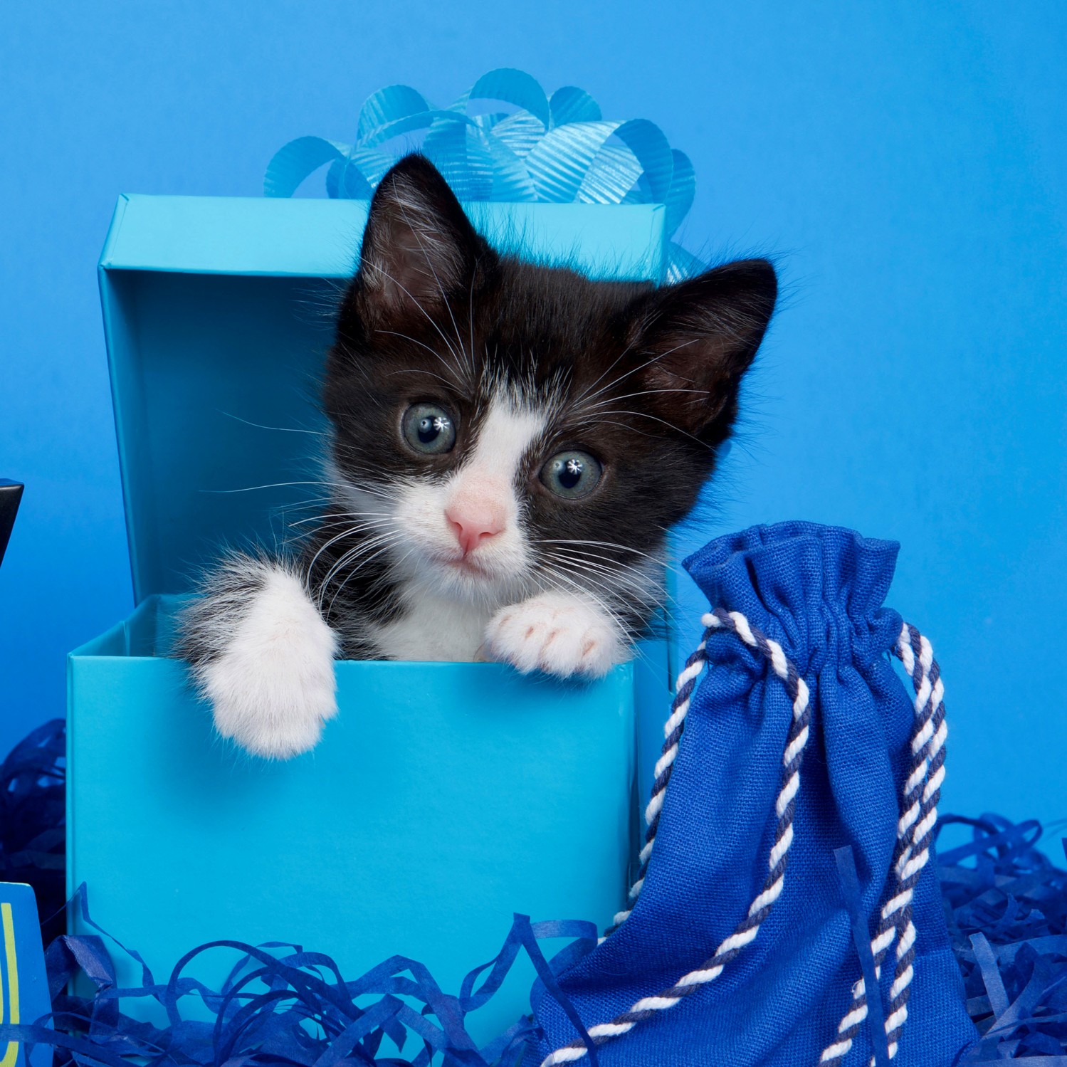 Cat in a box